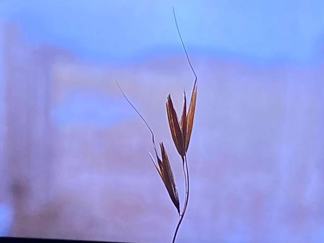 抖音上的网课是真的吗，抖音上的网课是真的吗知乎！